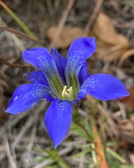 Gentiana autumnalis