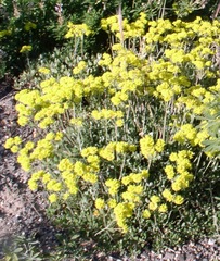 Eriogonum umbellatum