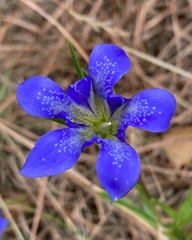 Gentiana autumnalis
