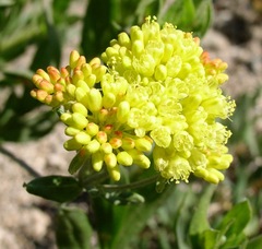 Eriogonum umbellatum