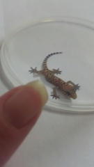 Hemidactylus turcicus