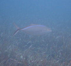 Caranx ruber