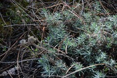 Helichrysum italicum
