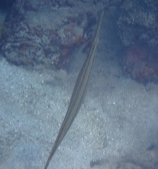 Aulostomus maculatus