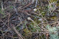 Helichrysum italicum