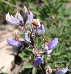 Lupinus