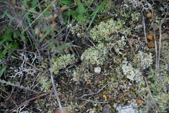 Cladonia rangiformis