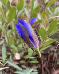 Gentiana autumnalis