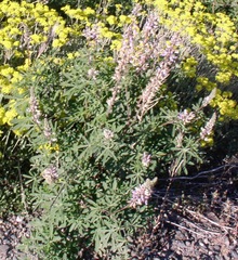 Lupinus