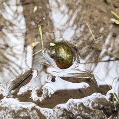 Pomacea canaliculata