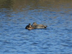 Mareca strepera strepera