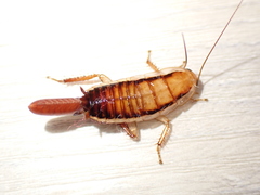 Drymaplaneta heydeniana