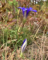 Gentiana autumnalis