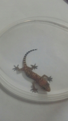 Hemidactylus turcicus