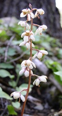 Pyrola picta