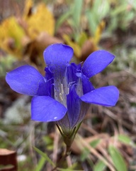 Gentiana autumnalis