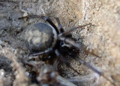 Steatoda albomaculata