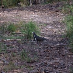 Leucosarcia melanoleuca