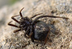 Steatoda albomaculata