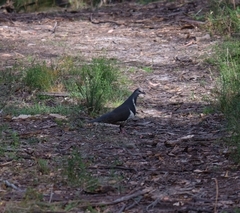 Leucosarcia melanoleuca