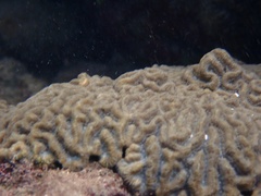 Pseudodiploria clivosa