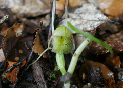 Corybas walliae
