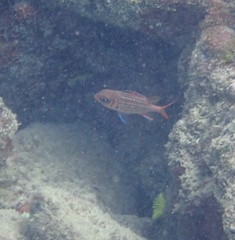 Neoniphon vexillarium