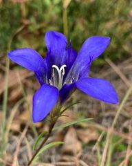 Gentiana autumnalis