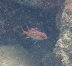 Neoniphon vexillarium