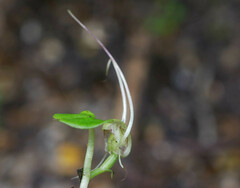 Corybas walliae
