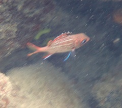 Neoniphon vexillarium