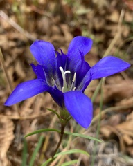 Gentiana autumnalis