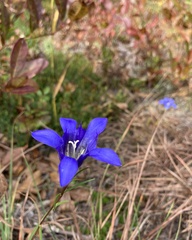 Gentiana autumnalis