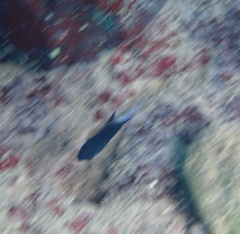 Stegastes partitus
