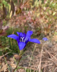 Gentiana autumnalis