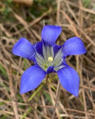 Gentiana autumnalis