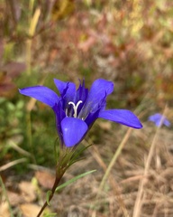 Gentiana autumnalis