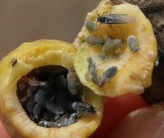 Pemphigus obesinymphae