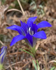 Gentiana autumnalis