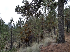 Arceuthobium globosum