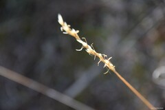 Helictochloa bromoides