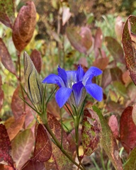 Gentiana autumnalis