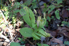 Cypripedium parviflorum