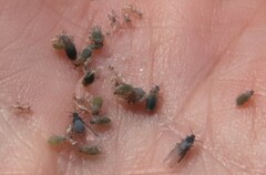 Pemphigus obesinymphae