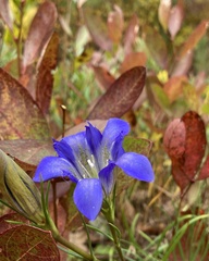 Gentiana autumnalis