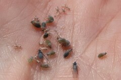 Pemphigus obesinymphae