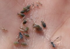 Pemphigus obesinymphae