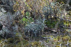 Helichrysum italicum