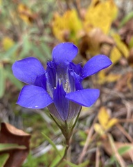 Gentiana autumnalis