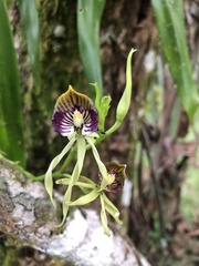 Prosthechea cochleata
